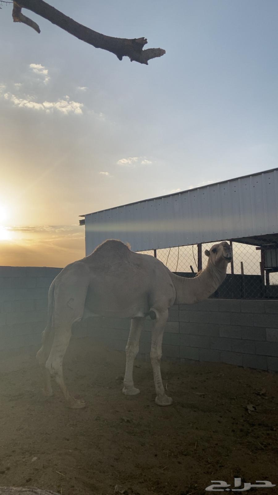 بعير للبيع64431156471681112