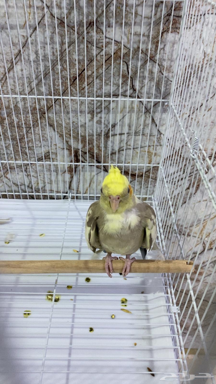 Crowned Crane (Semi-Tame)64433390818179110