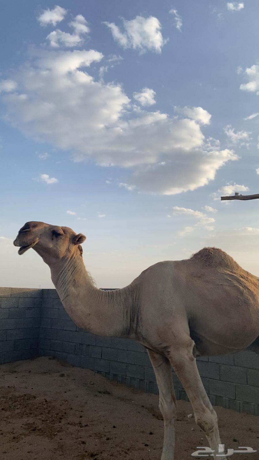 بعير للبيع64431156471681111