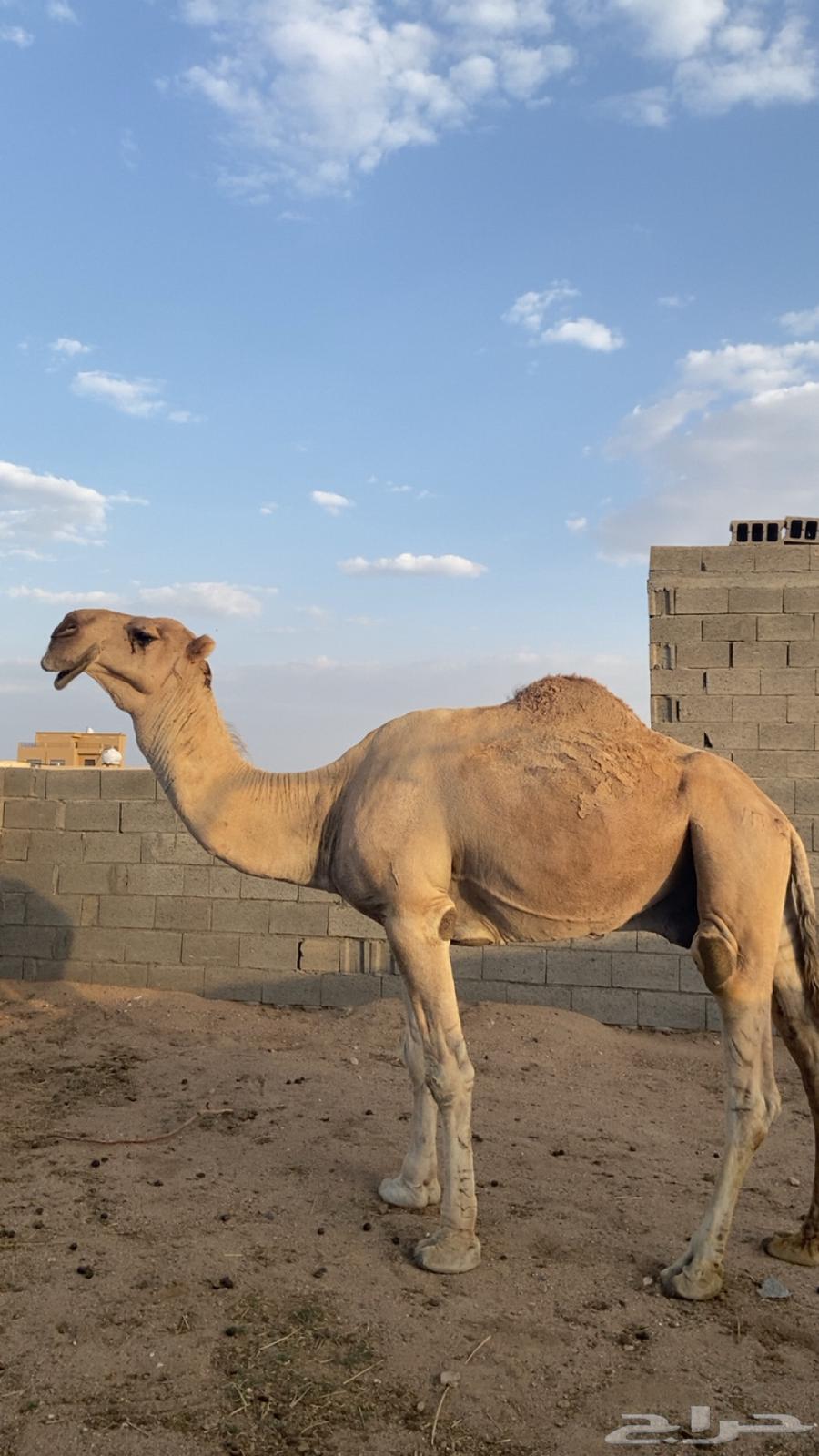 بعير للبيع64431156471681110