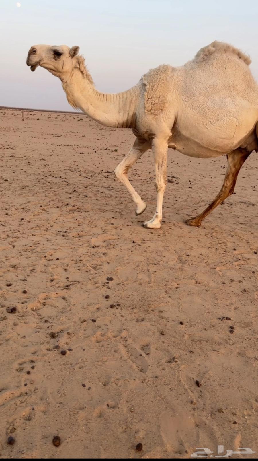 ناقه كفو للبيع64433148059139111