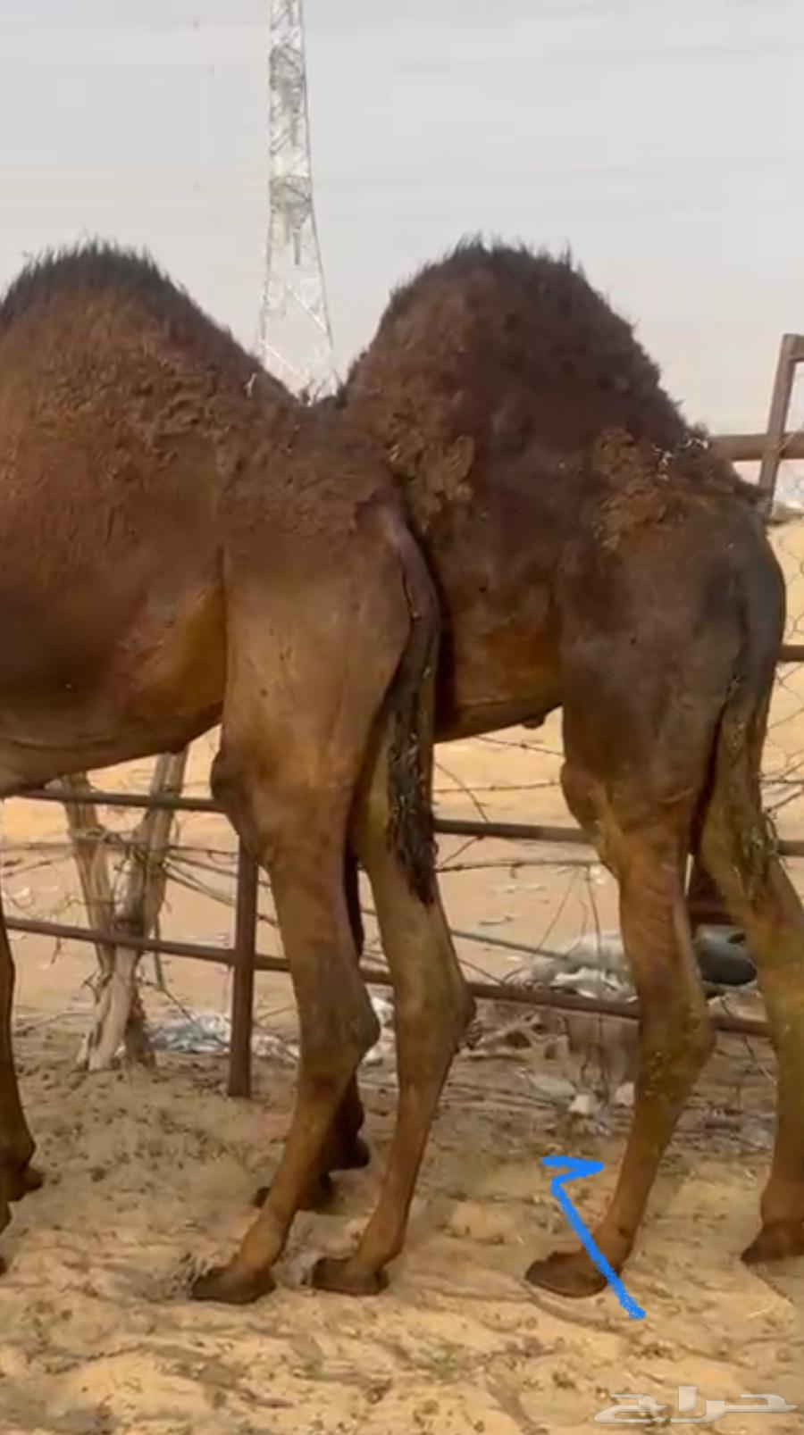 قعدان كفو تحت اماتها ترضع فل للبيع التواصل اتصال64431521422338110