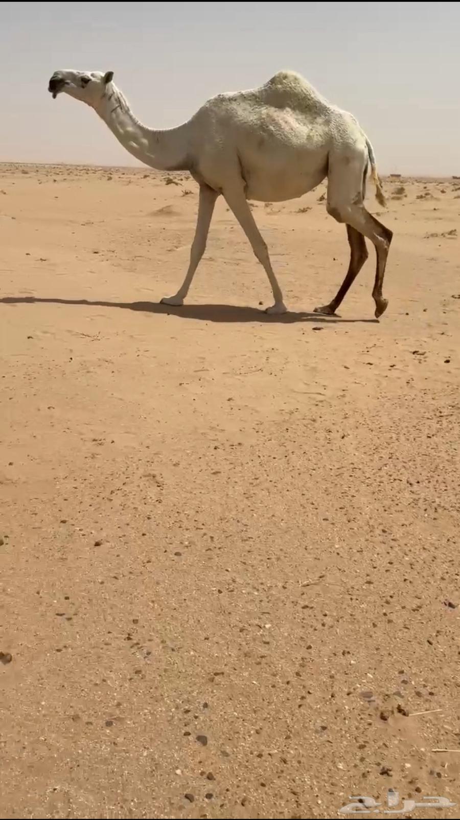 لقحه كفو64427183036418110