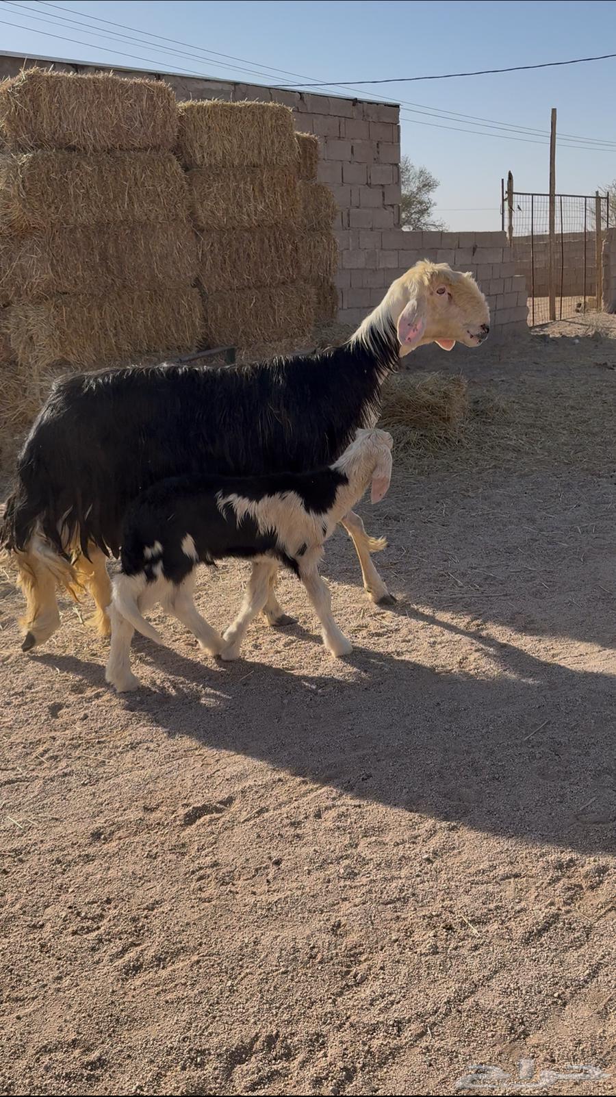 تم البيع64430084335490110