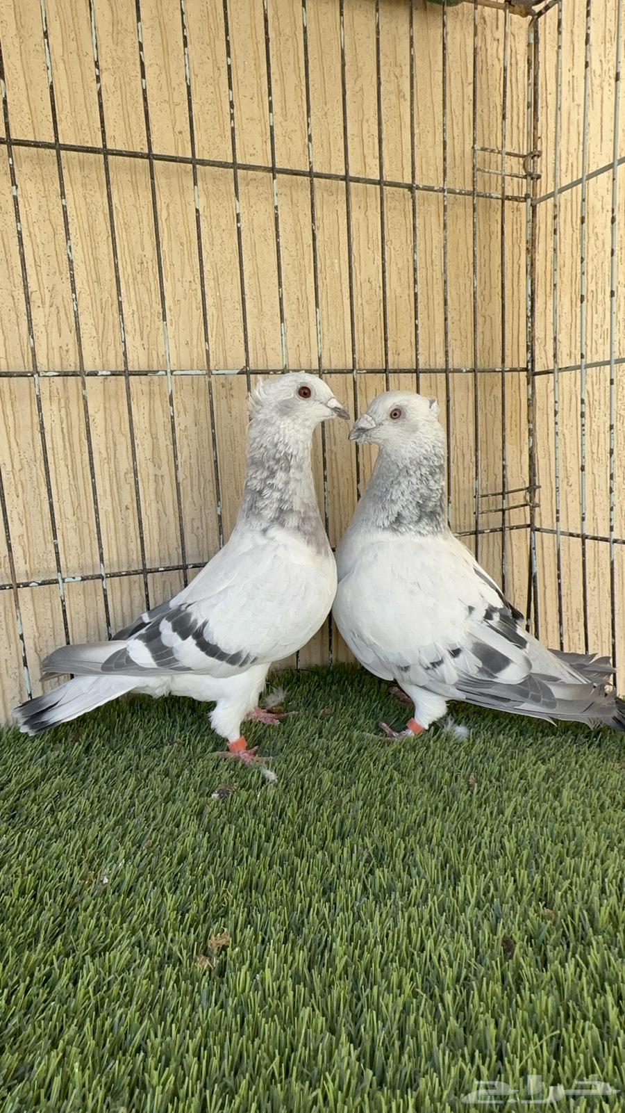 Ice color male racing pigeon, productive pair, MashaAllah. For sale64427851969667110