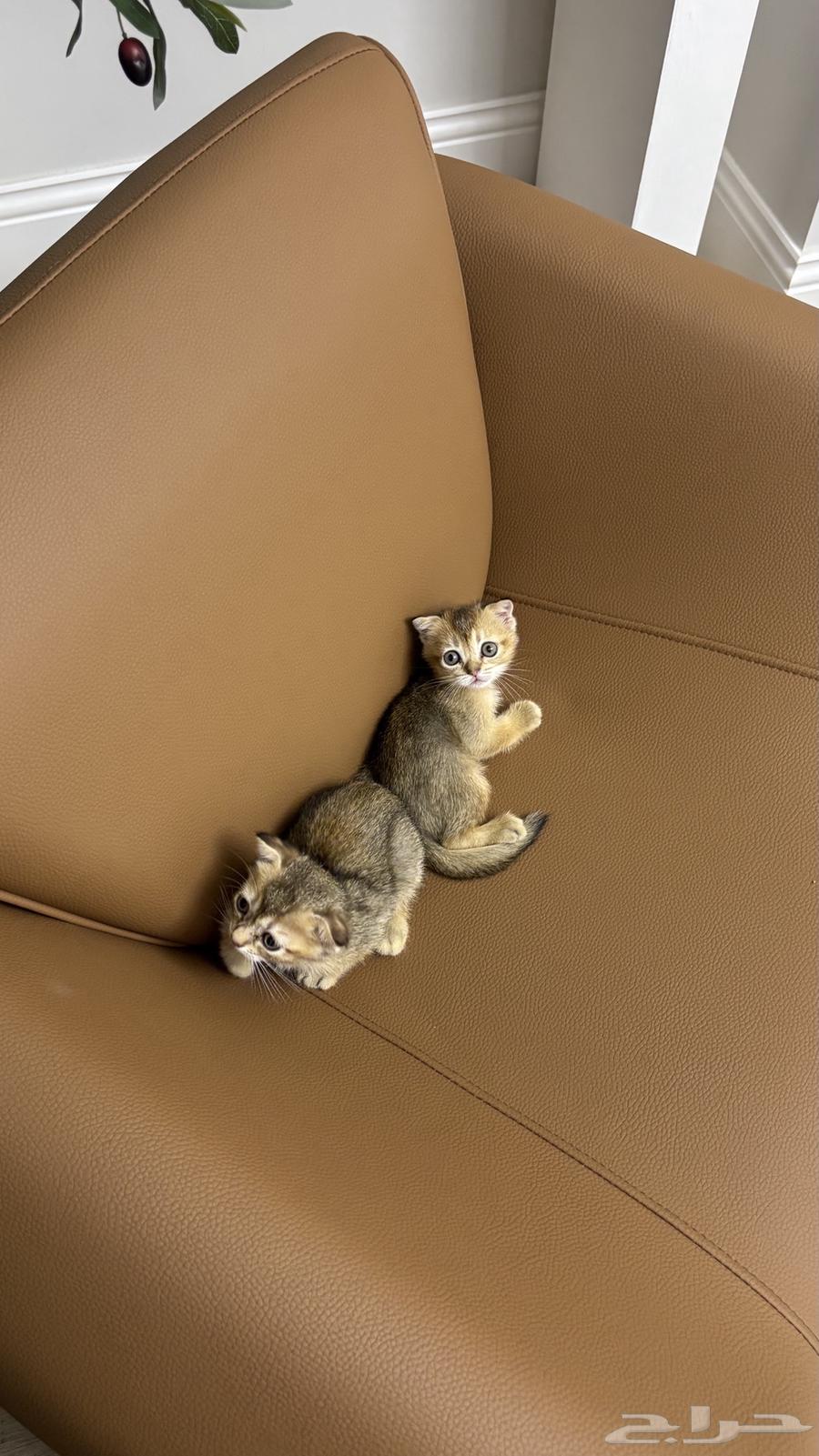 Small cats for sale, contact only for serious buyers, Scottish imported from locals64432646206978114