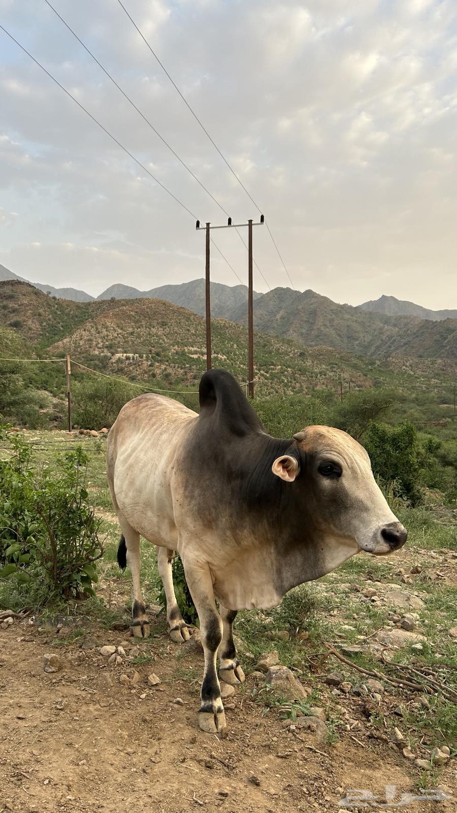 حسيل بلدي للبيع64431075525890111