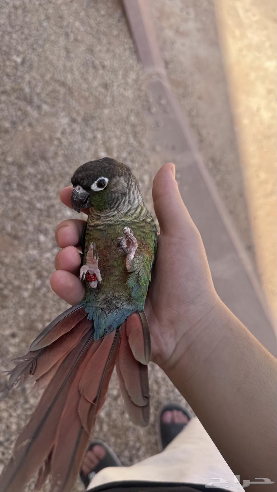 كنيور اليف64429424892035112