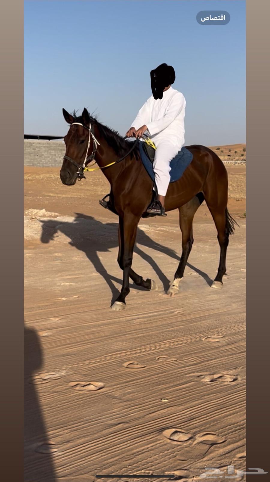حصان ركوب معسوف وهادي64427169579138111