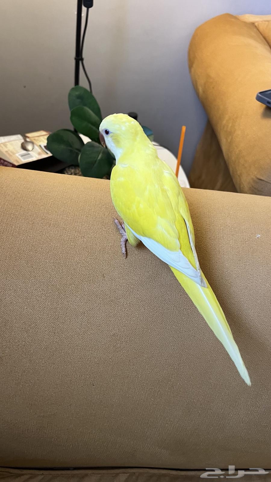 Quicker fiber and internal and external threat64429518423811113