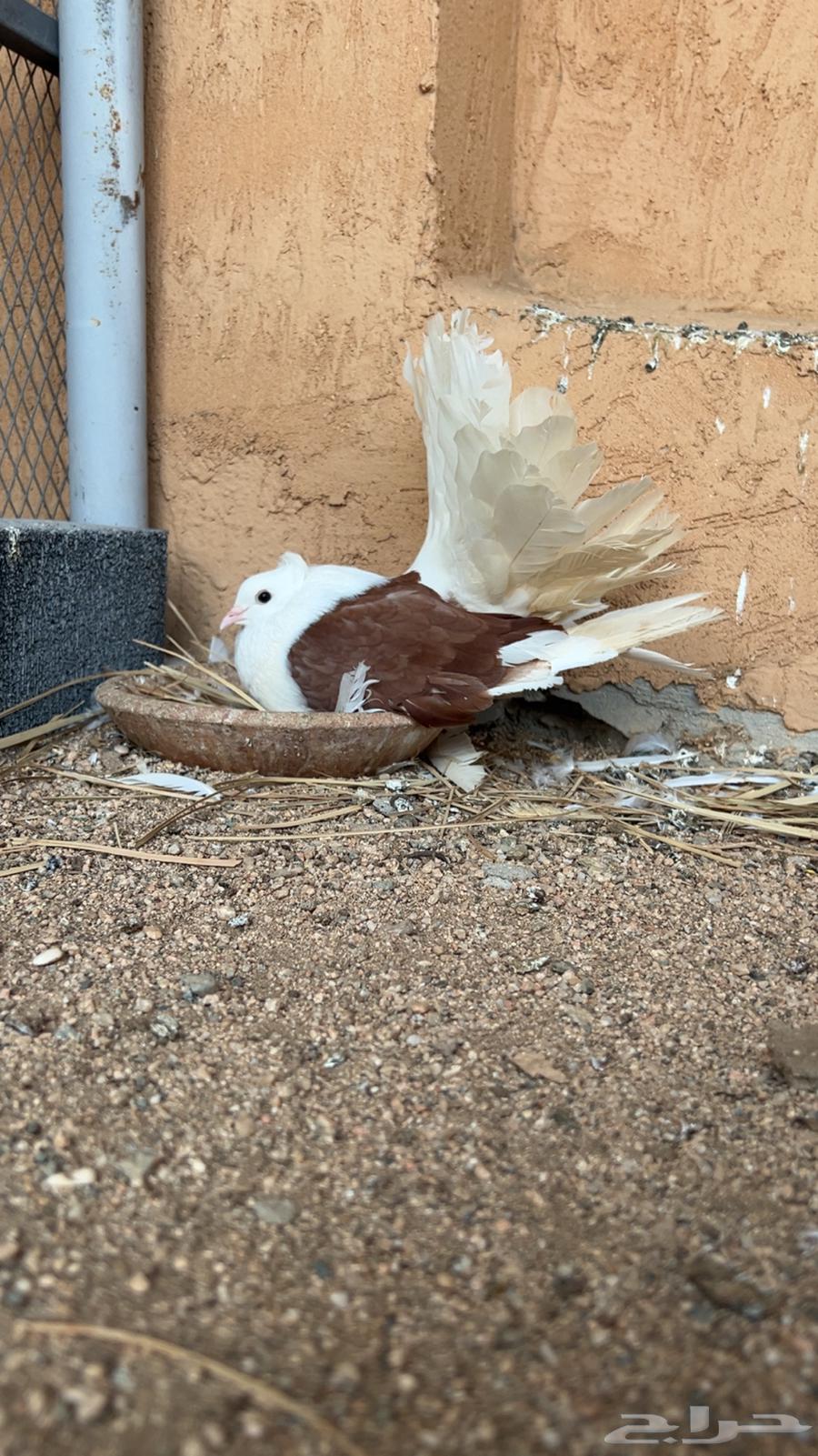 زوجين رقاص امريكي تم البيع64427744583809114