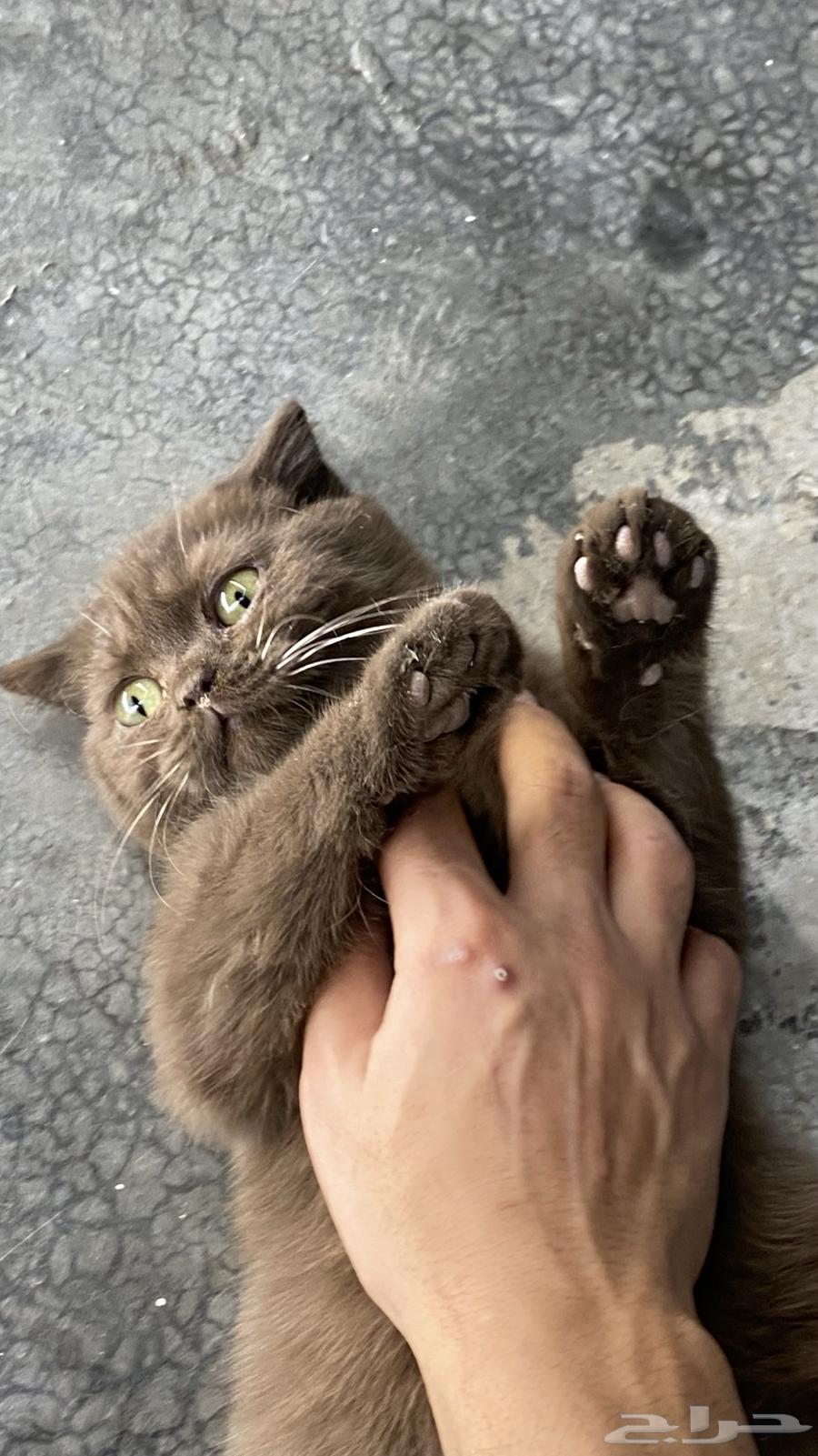 Scotch Fold64426820148225111