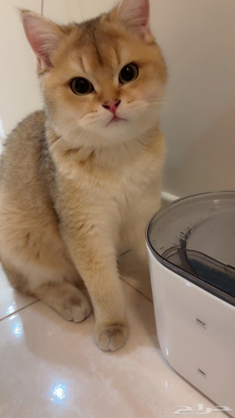 قط للبيع64426833818370111