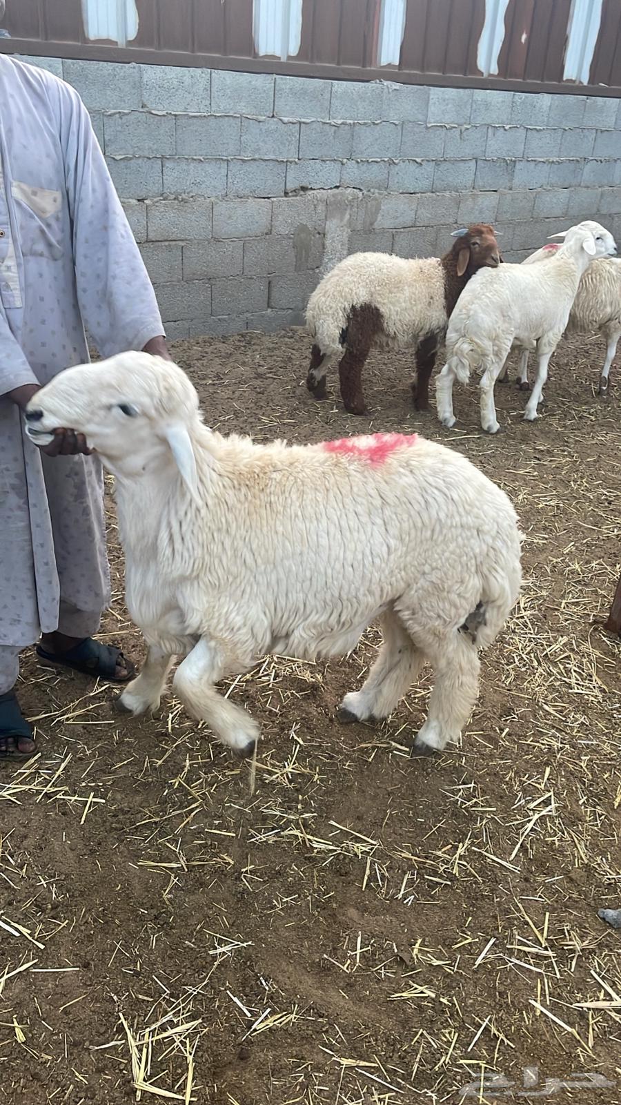 Naaimi local slaughtered meat, goats, and Harri for sale for refrigerators and occasions64427865466882112