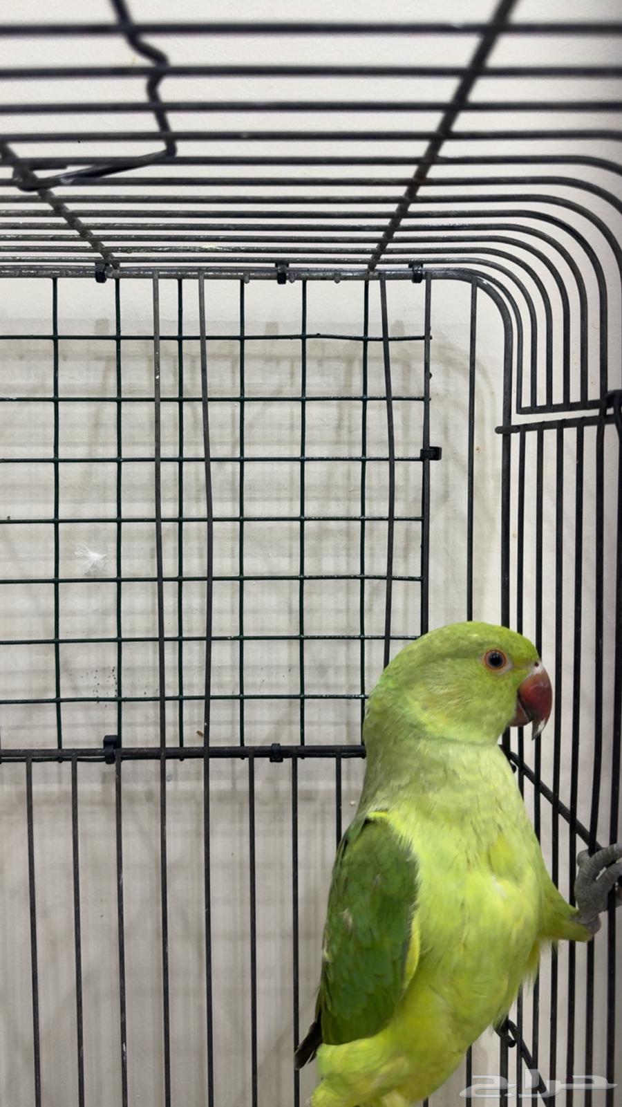 درة هندي اليف يوجد ( تابي وتمارا )64428228448898111