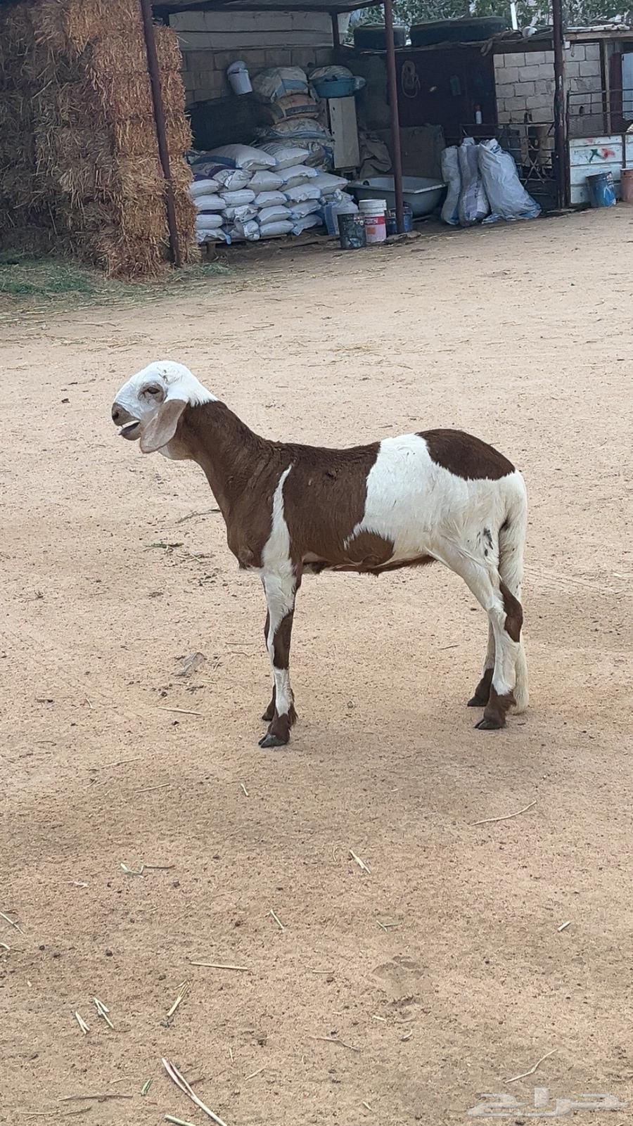 للبيع رخل سواكنيه64432196924929110