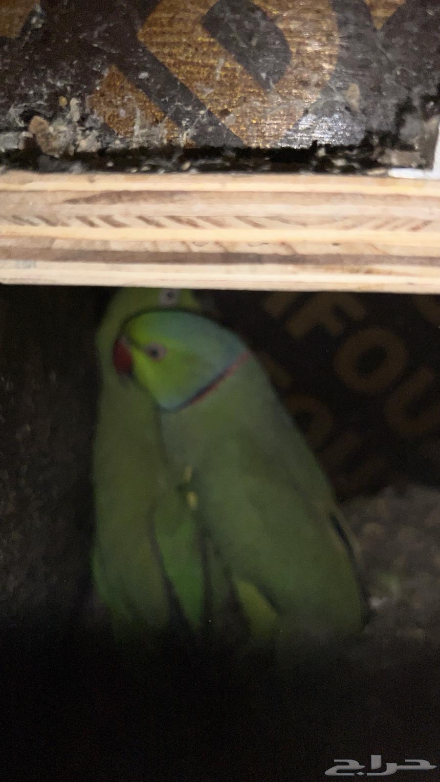 زوج دره منتج64429008936065111