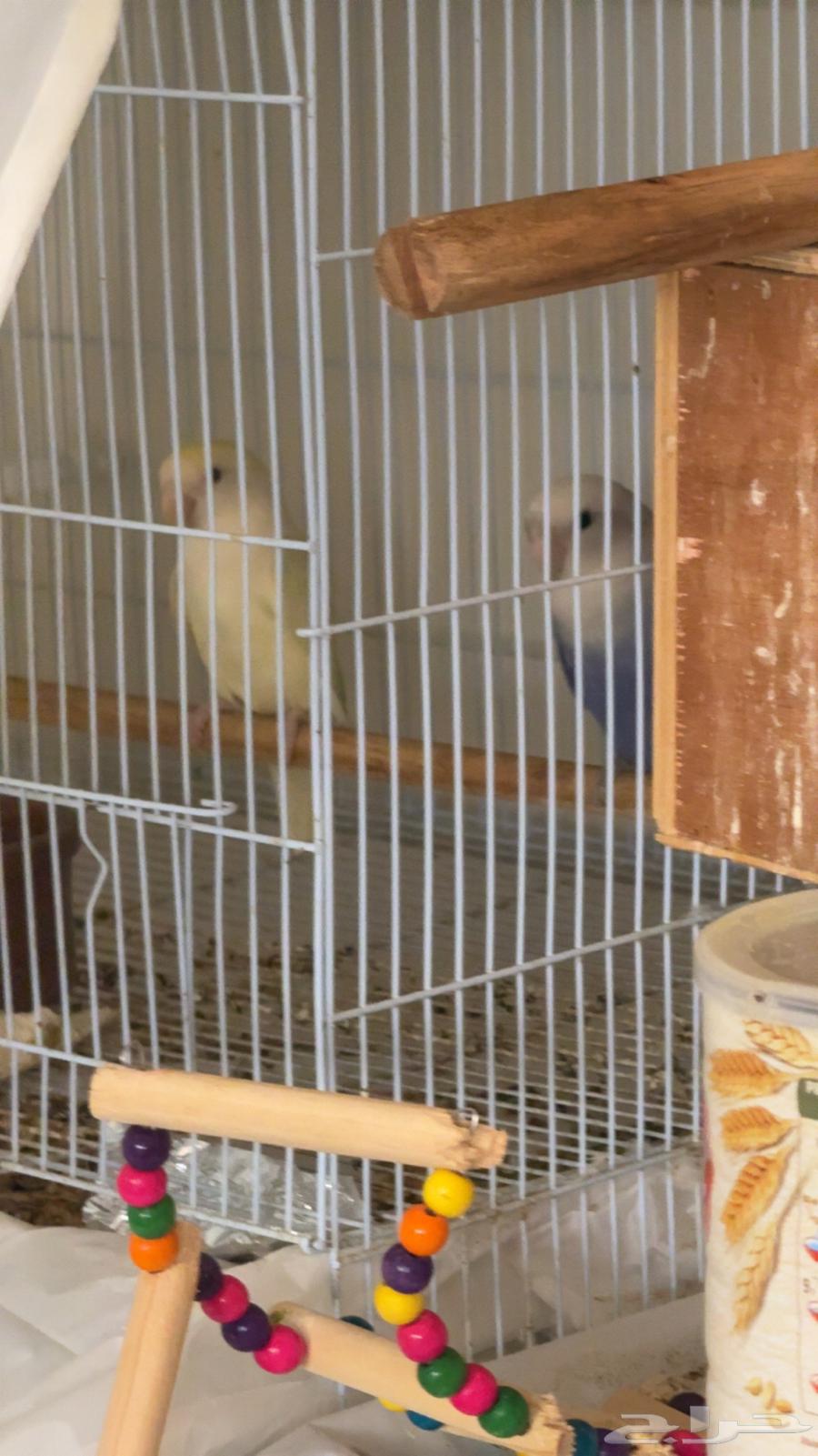 زوج روز منتج64429613895042111