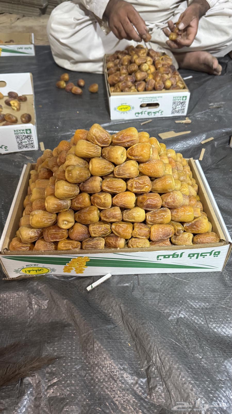 مفتل ملكي فاخر64428657607298111