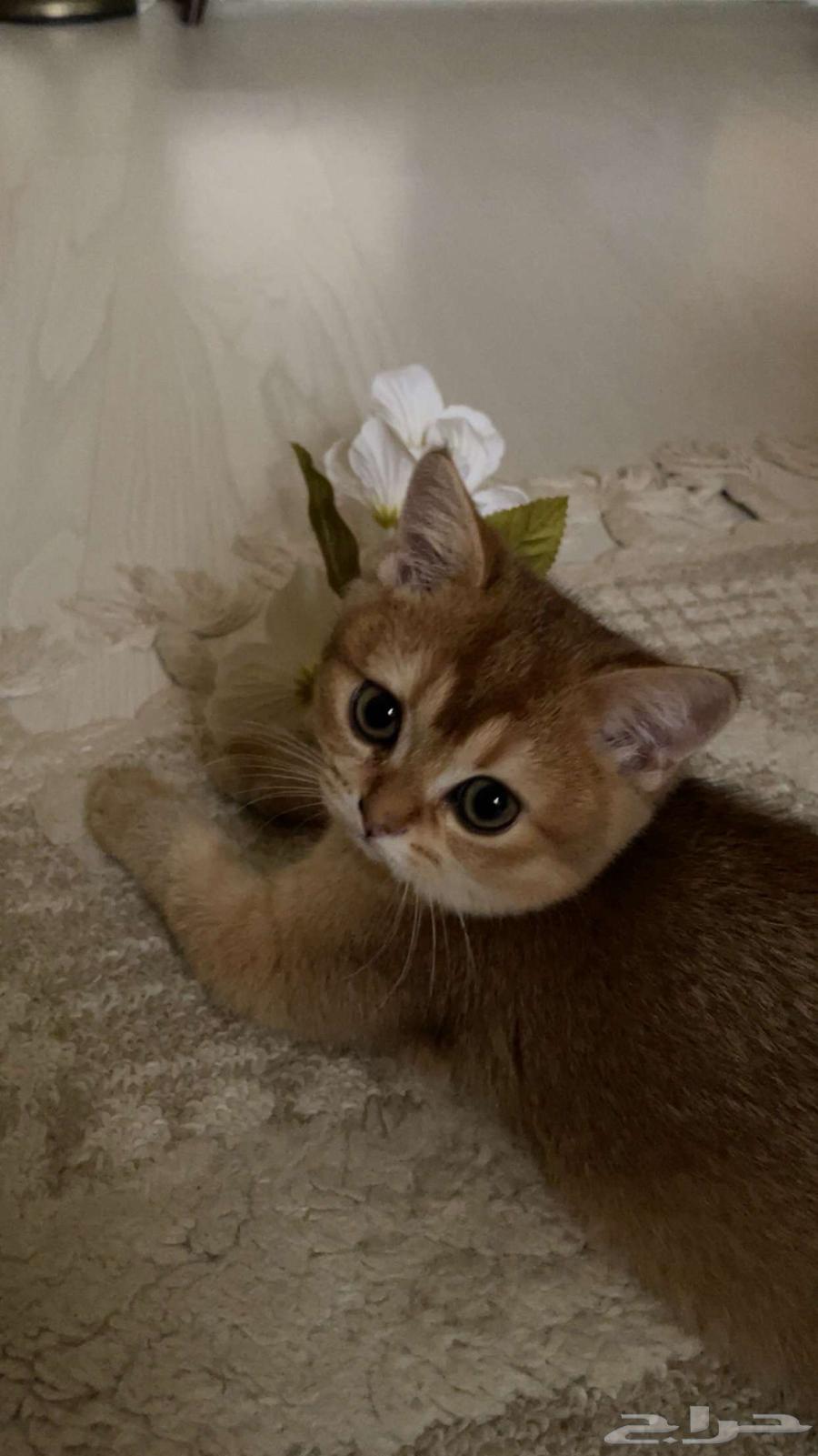 قط سكوتش للبيع64426577829762112