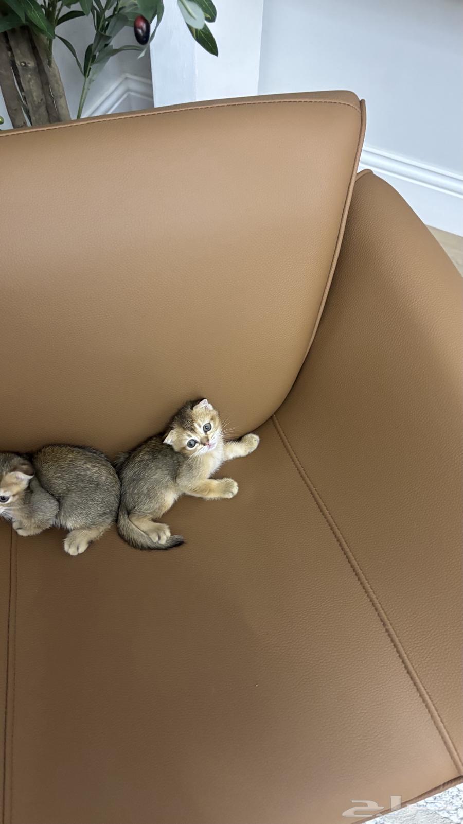 Small cats for sale, contact only for serious buyers, Scottish imported from locals64432646206978111