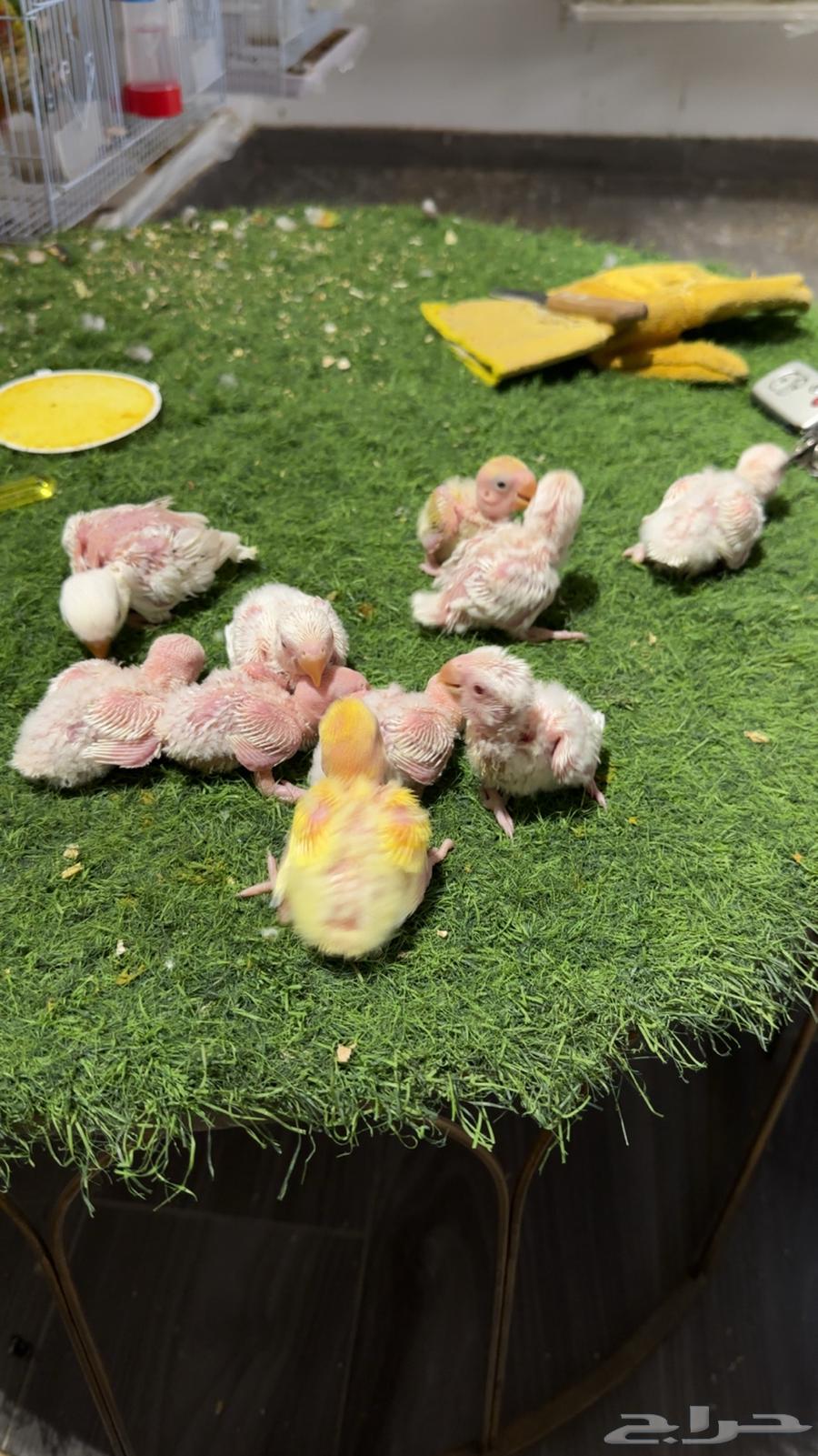 فروخ روز (تم البيع )64431869383298113