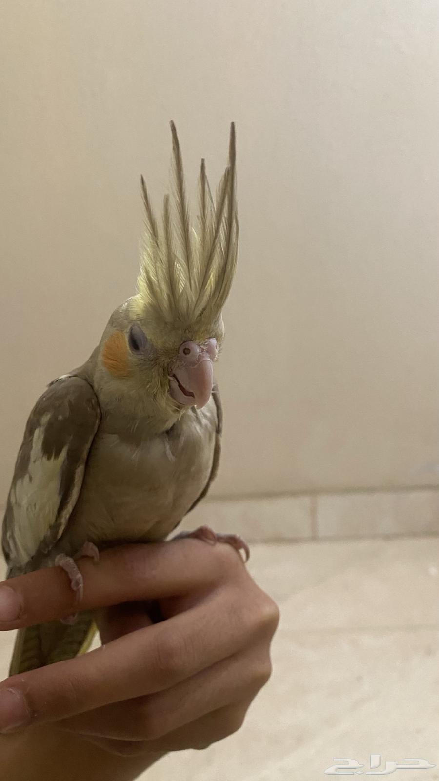 فرخ كروان للبيع(تم البيع)64427704203522113