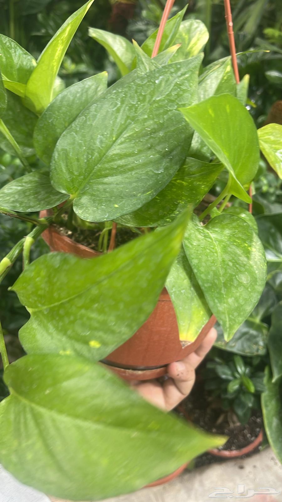 Nursery for selling all flowers and trees with delivery and installation prices64557558627075110