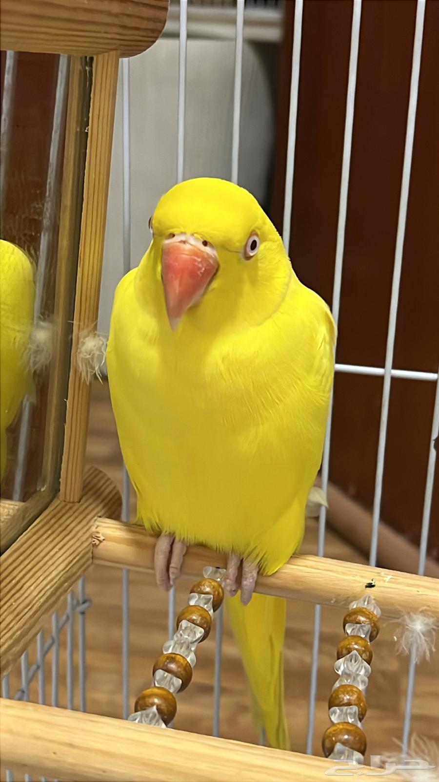 دره لاتينو اليف64426941935491110