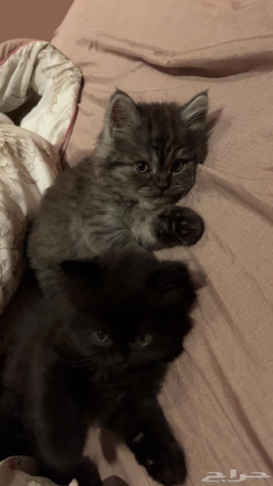 قطط للبيع64429263737218113