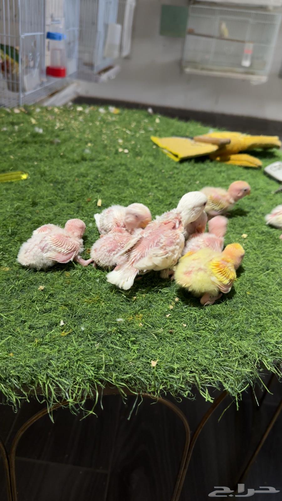 فروخ روز (تم البيع )64431869383298111