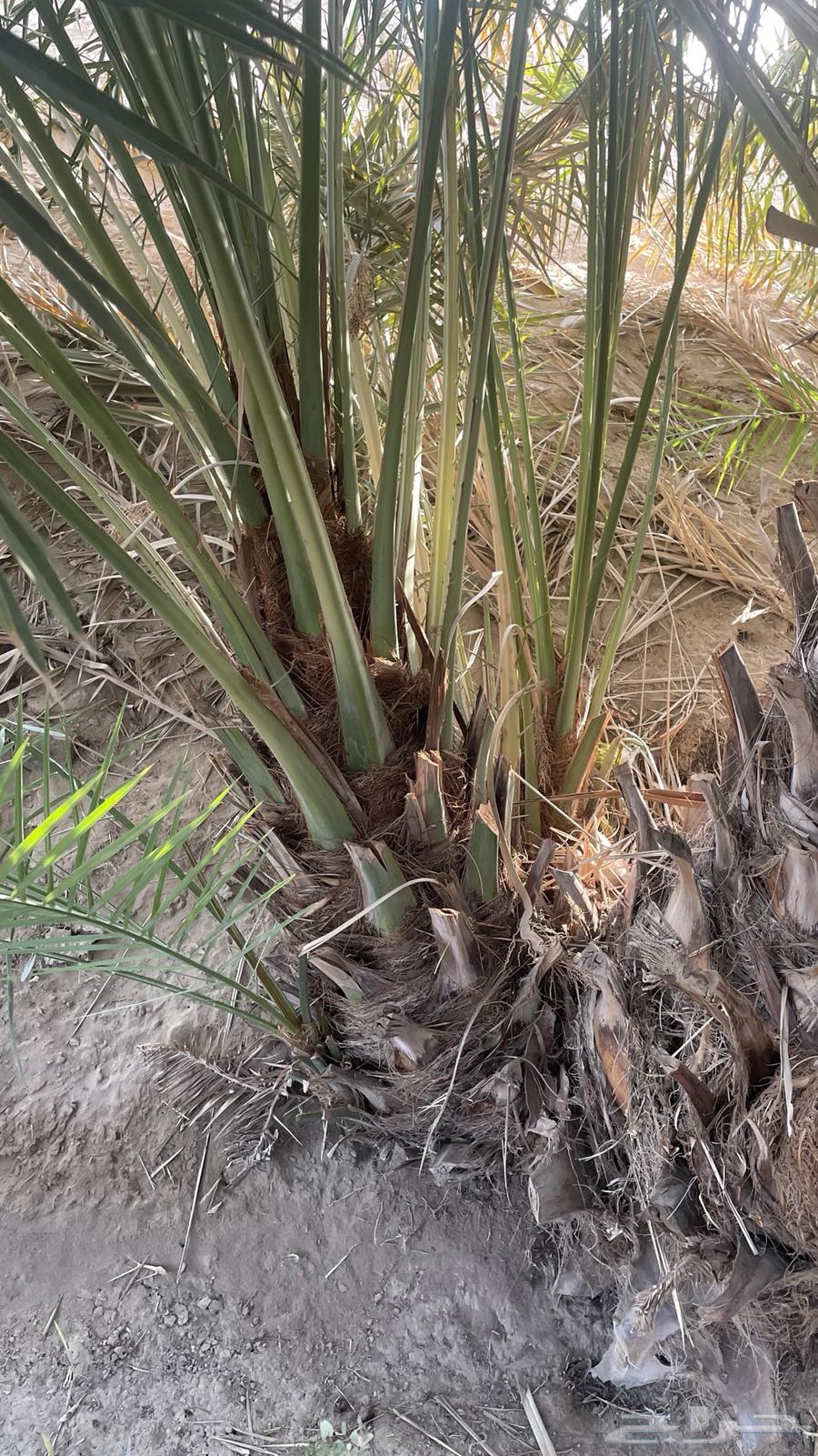 فحال نخل للبيع ( ذكر نخل )64430819681027110