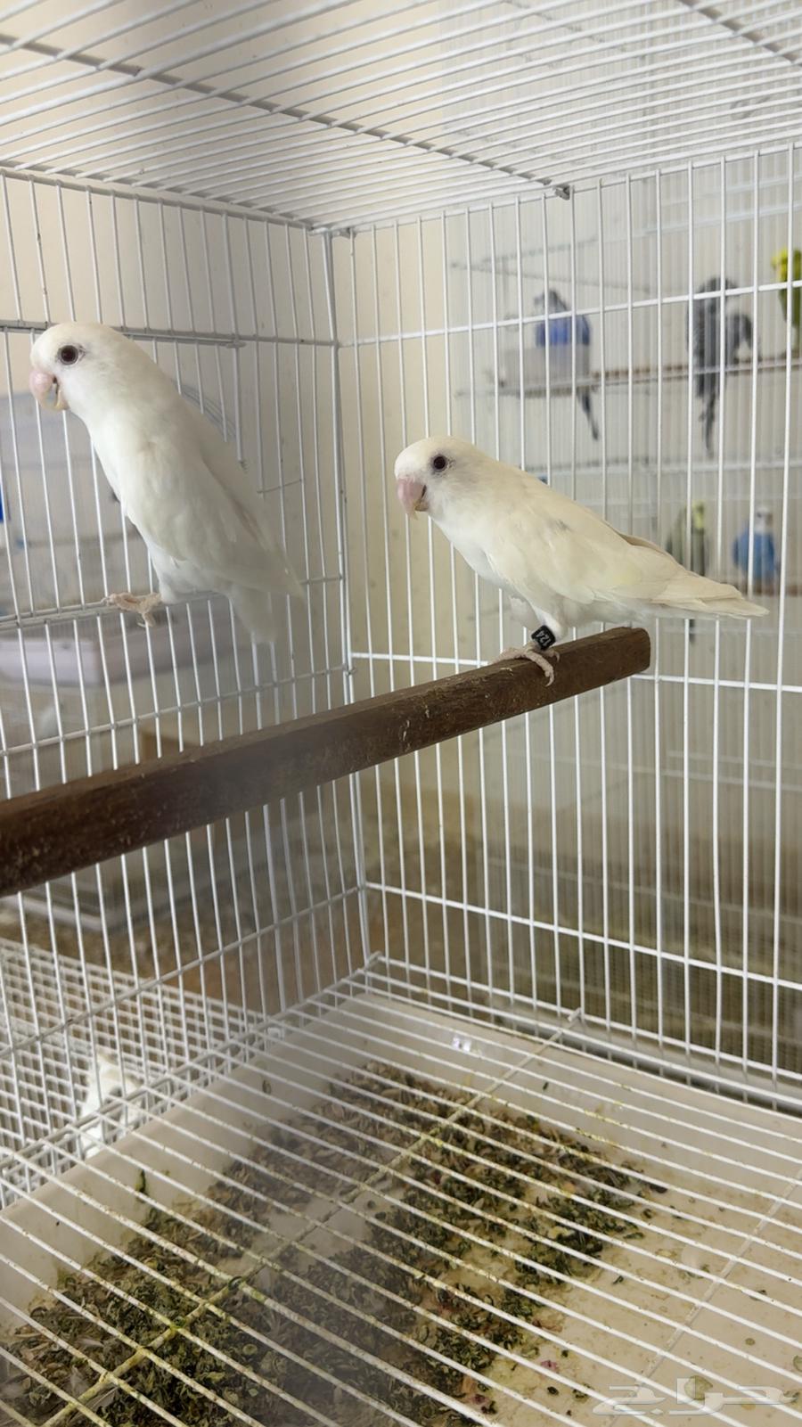 روز البينو64426658382978110