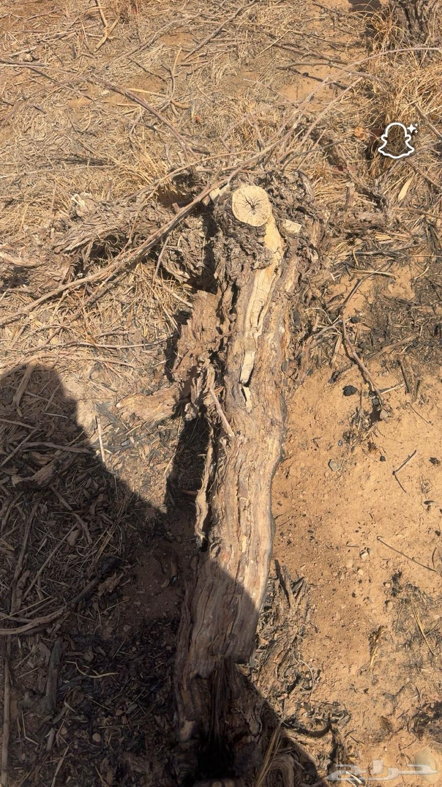 Grapevine firewood for sale, large sizes64427196101889111