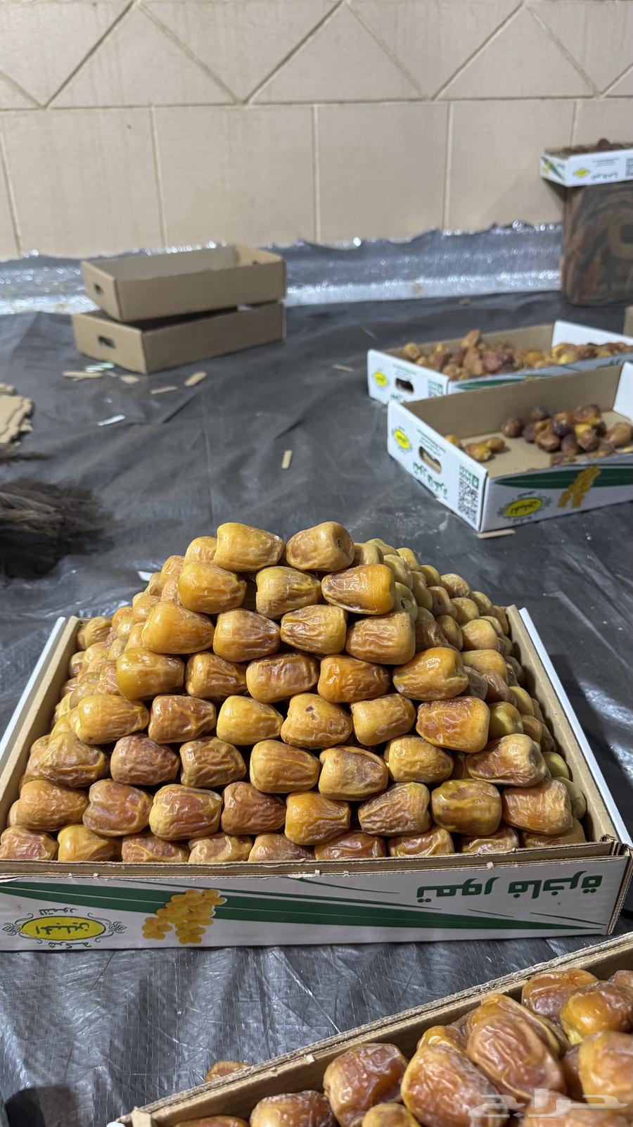 مفتل ملكي فاخر64428657607298113