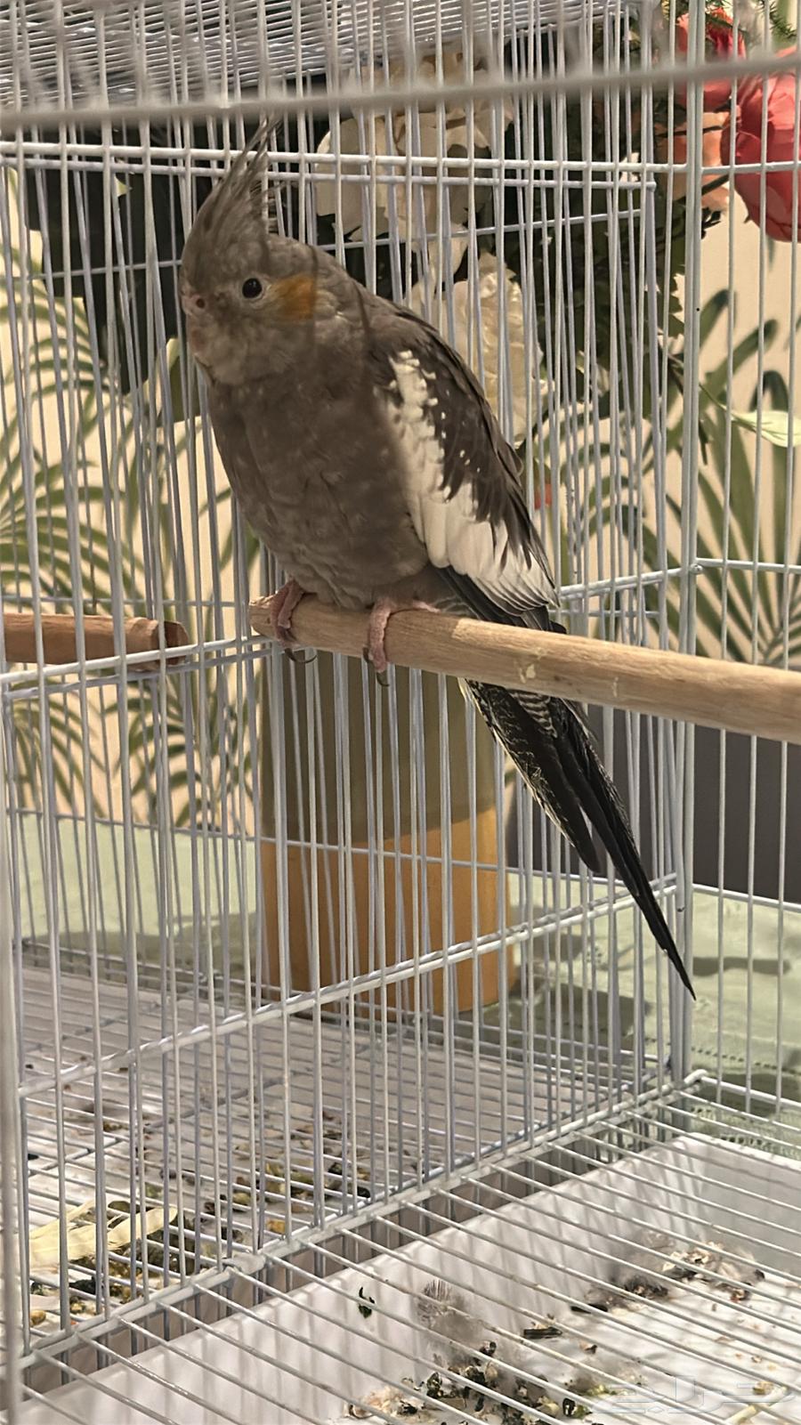 عصفورين كروان اعماهم خمسه شهور بضبط للبيع64432700556289110