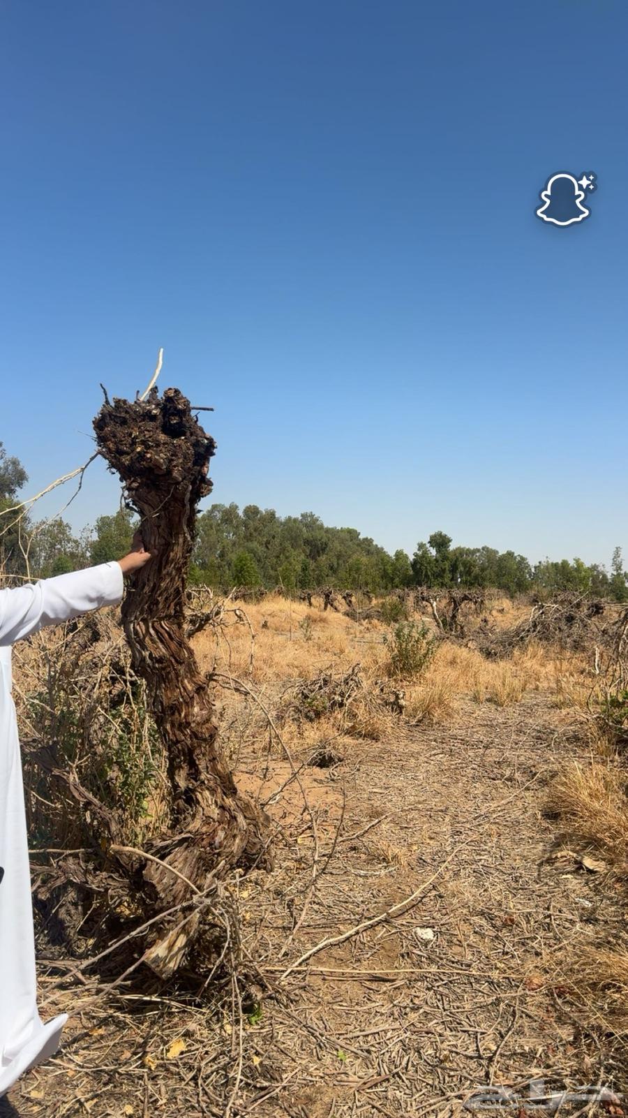 Grapevine firewood for sale, large sizes64427196101889110