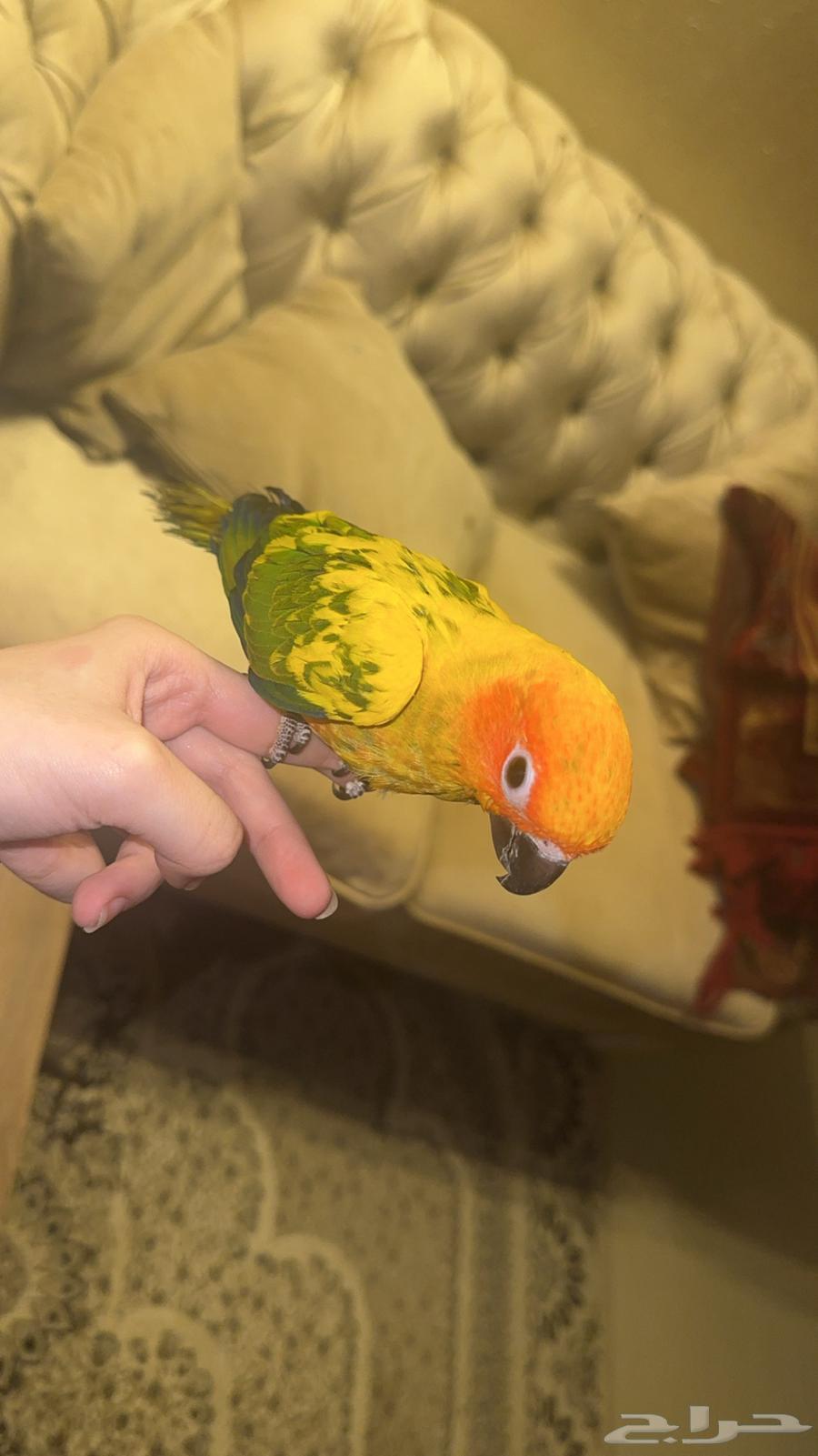 Sun Knyor (Threat) (Waliyev)64427250599425110