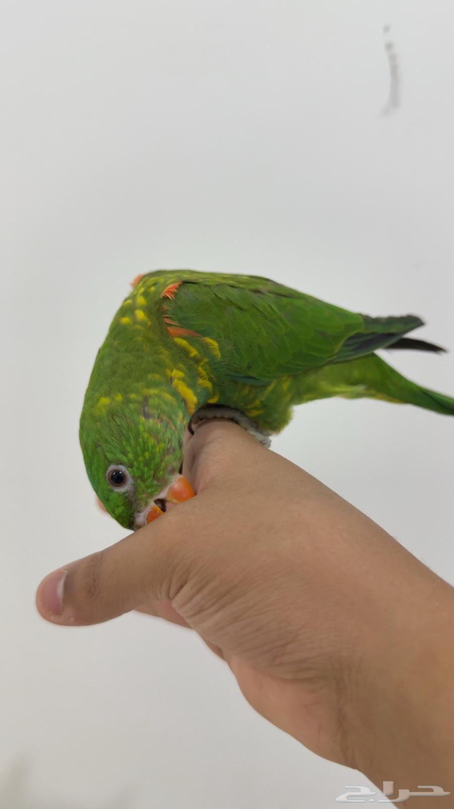 Lori Scalies (Sold, may God bless its owner)64427824988289111