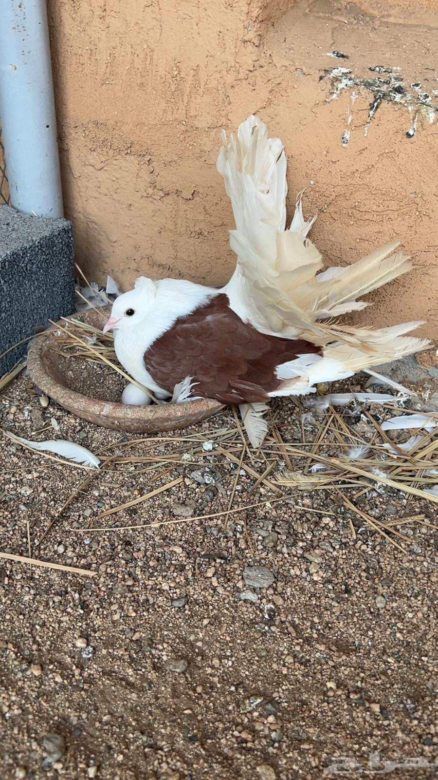 زوجين رقاص امريكي تم البيع64427744583809110