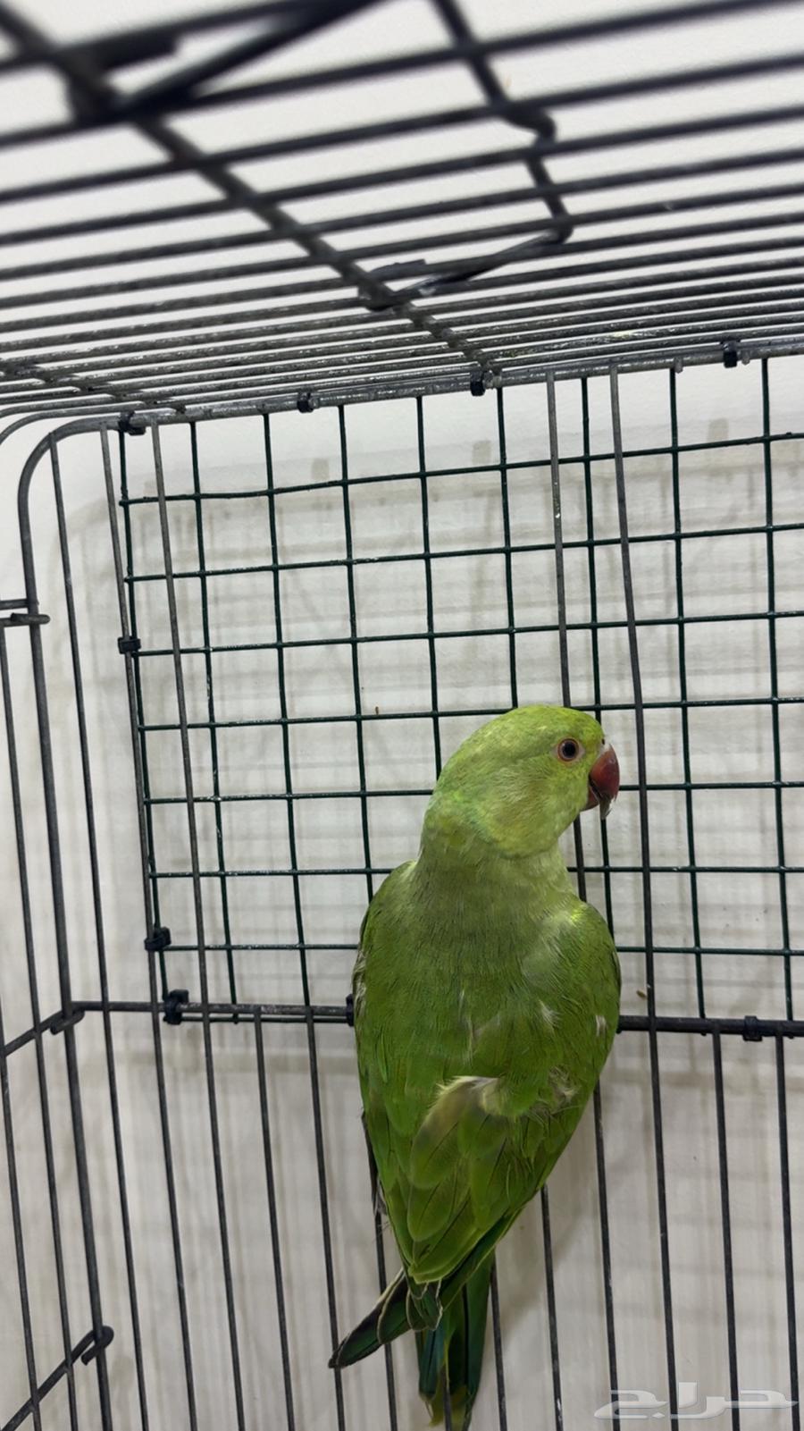 درة هندي اليف يوجد ( تابي وتمارا )64428228448898110