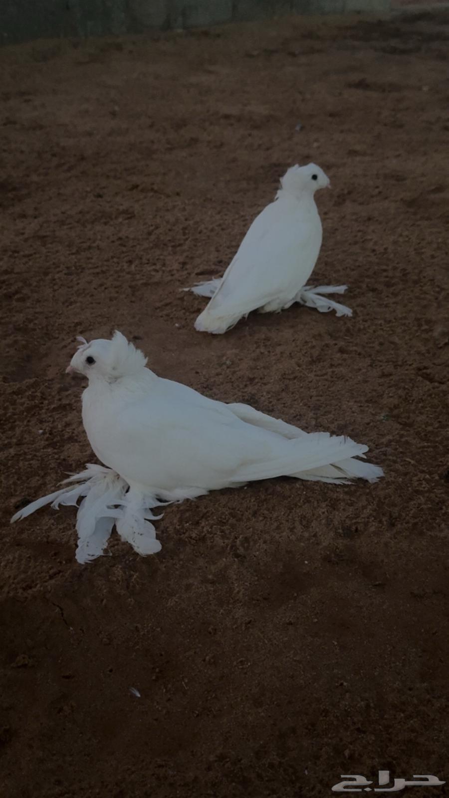 جوز نجفي منتج64431210720257110