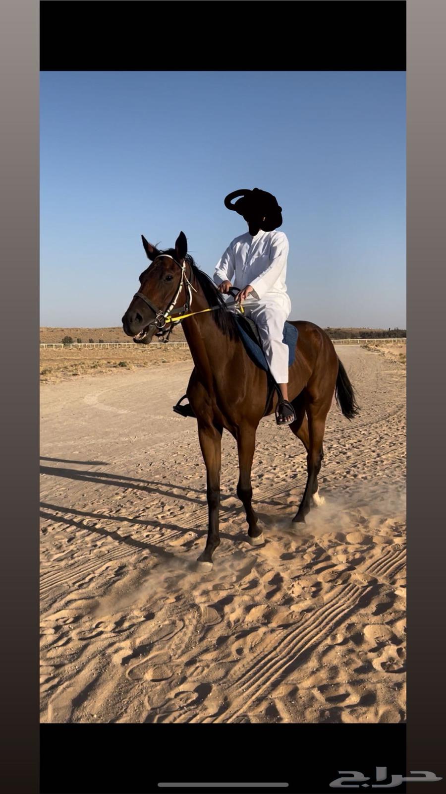 حصان ركوب معسوف وهادي64427169579138110