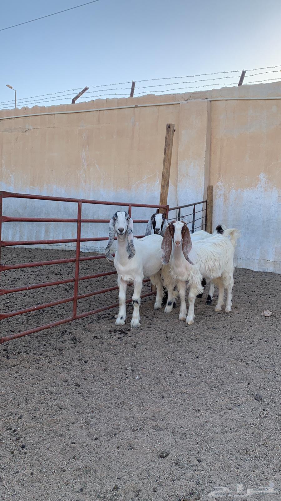 Discounted Goats ( Sold )64432917411843110