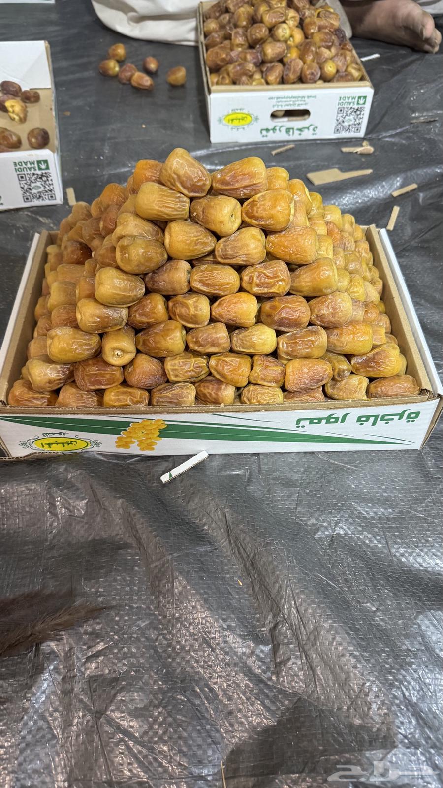 مفتل ملكي فاخر64428657607298110