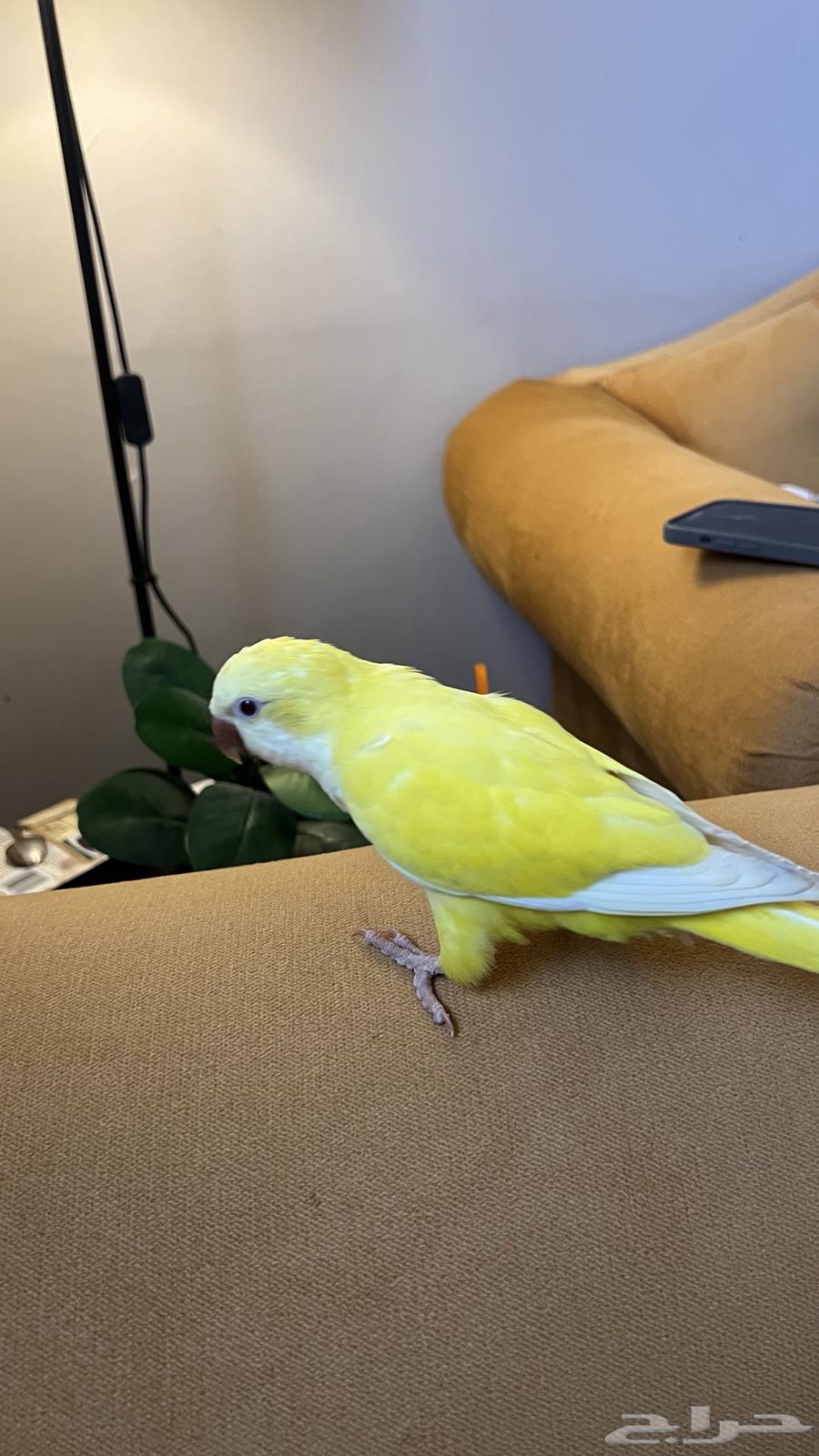 Quicker fiber and internal and external threat64429518423811110