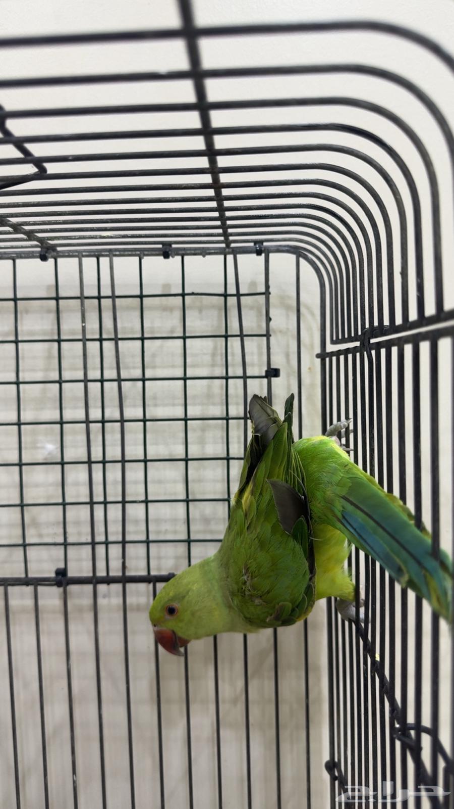 درة هندي اليف يوجد ( تابي وتمارا )64428228448898112