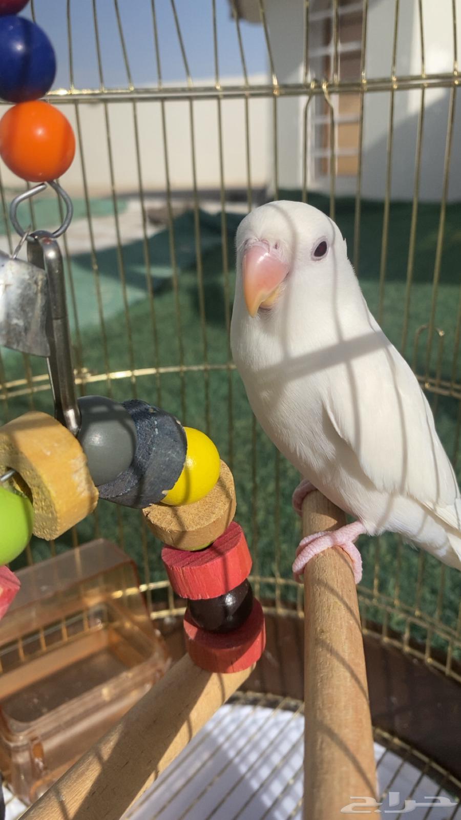 White-colored rose bird - Saleem - price 350 - tame but afraid, doesn't bite64429883251073114