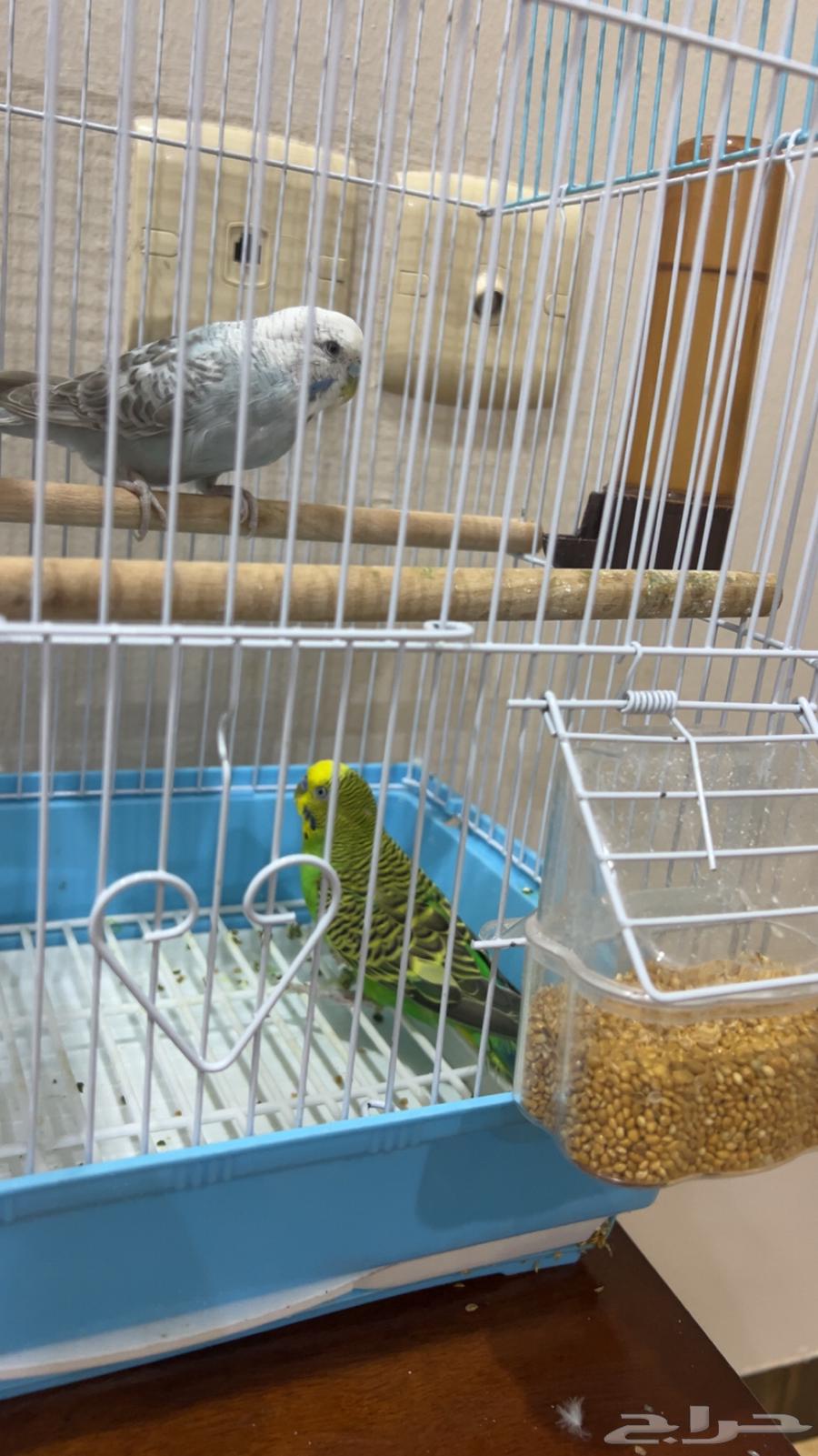 Birds64426752042883110