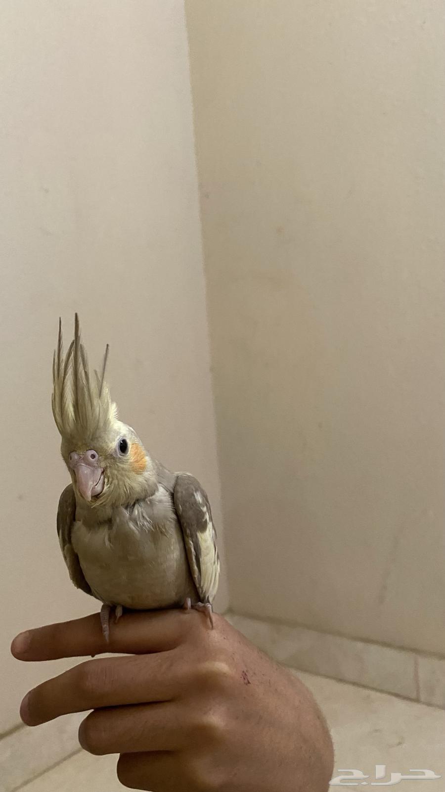 فرخ كروان للبيع(تم البيع)64427704203522111